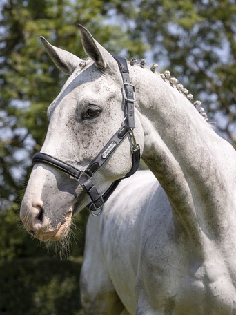 Truffle LeMieux Capella Pony/Horse Headcollar
