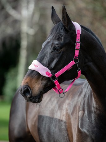 Fluffy Thick Padded Horse Pony Travelling Show Headcollar in a Range of Colours 