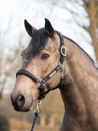 Truffle LeMieux Capella Pony/Horse Headcollar